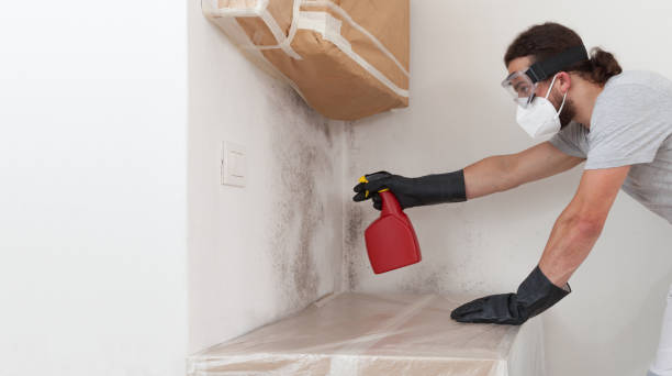 Professional Mold Remediation technician working in Wallace, FL